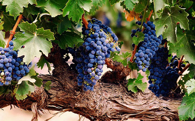 重慶紅酒批發市場